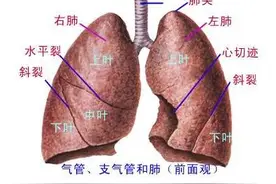 胸部X线，还有比这更深入浅出的吗？图片