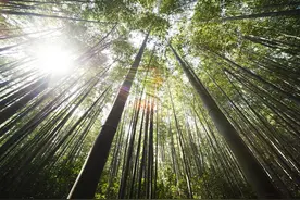 小说：不得不每日修改的超真实复盘，详细内容请看每日追更图片