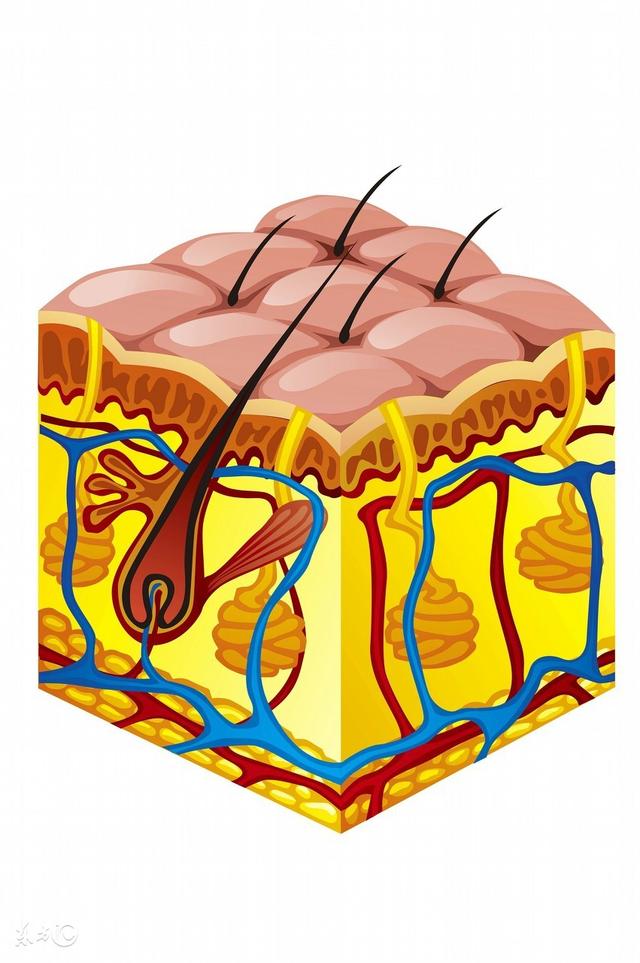 毛囊角化会按顺序出吗