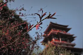 小说：穿越成皇帝，天天吃糠咽菜，到底是人性扭曲还是道德的沦丧图片