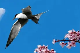 萌宠嫁到：摄政王的小狐妃图片