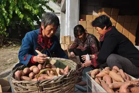 地里种出“金疙瘩” ，招远蚕庄镇西原村的地瓜一斤卖到四块多图片