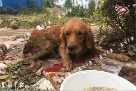 小金毛犬重病被主人遗弃，北海一群热心人士这样做图片
