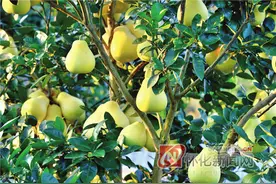 安江冰糖柚：斑斓世界里的甜蜜味道图片