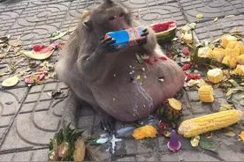 因游客投喂甜食 猕猴大腹便便如怀孕图片