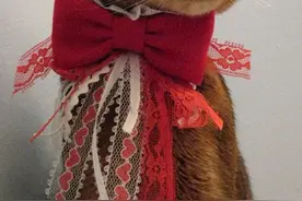 纽约设计师为宠物猫咪设计时尚装扮图片