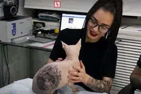 俄纹身师给无毛猫纹身 遭网友强烈谴责图片