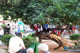 直击清明小长假三亚旅游不文明行为图片