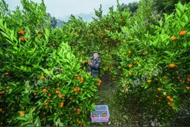 余庆一山村红金桔种了两百年图片