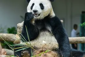 旅居马来西亚两年后 大熊猫“暖暖”今晚回四川图片