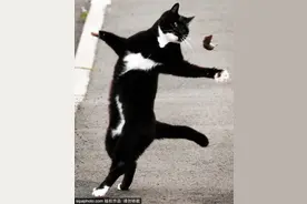 英国黑猫抓老鼠手舞足蹈玩心大发图片