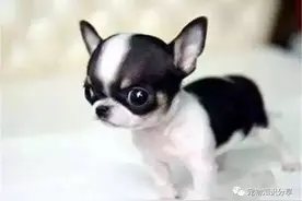 给狗狗打疫苗为什么不按体重定剂量？图片