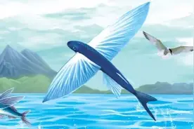 多彩海鱼｜海上飞行家——飞鱼图片