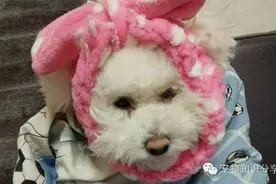 狗狗眼睛发红怎么回事图片