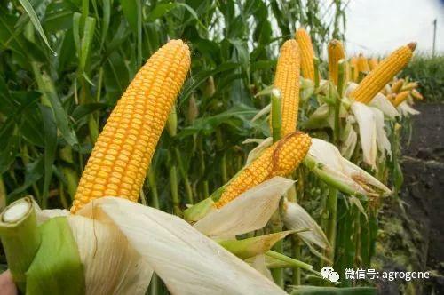 玉米育种技术研究进展