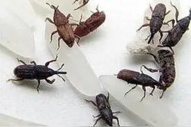 芝阳风物：这些虫儿的龙口名字真有趣(中）图片