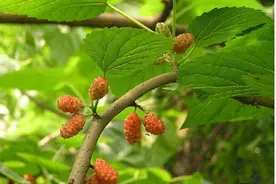 维舟：桑树是神树，蚕是神虫，丝绸由此而来图片