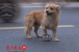 马路上出现温馨一幕：小狗被鼠夹夹住，好心路人解救(图文)图片