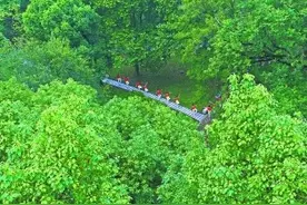 挖笋剥树皮可能算毁林!武汉修改和废止8件地方性法规图片