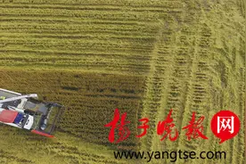 “江苏最好吃的大米” 南粳46熟了图片