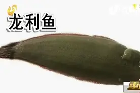 记者调查揭秘海鲜市场真假龙利鱼 巴沙鱼当龙利鱼卖图片