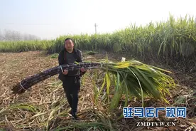 汝南县古塔街道千亩甘蔗“节节甜”图片