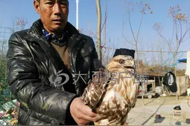 中毒鹰隼落难周口村庄 村民这样做图片