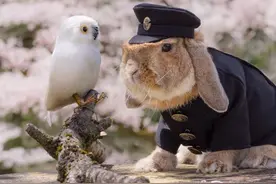 超萌治愈系！日本萌兔花式cos变网红图片