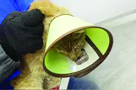 宿迁爱心人士合力传递爱 成功帮重残流浪猫做截肢手术图片