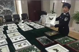 濒危蝴蝶标本查获 有一千多枚属保护物种 倒卖谋取非法利益图片