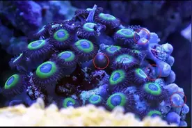 纽扣的疾病治疗图片