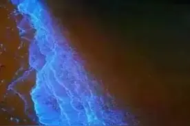 蓝眼泪的惠东双月湾海水你看过吗？像荧光一样的赤潮！图片