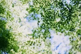 你是我心底一个秘密图片