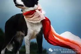 深度阅读暗黑森林，勿忘初心！当边牧市场遭遇滑铁卢，繁殖者请坚守住自己的初心和节操！图片