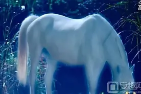 武神赵子龙第6集出现的白马是赵子龙的坐骑吗?图片