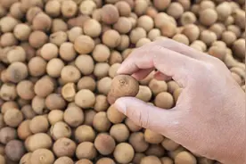 桂圆干果的营养价值图片