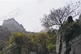 “温州龙脊”芙蓉尖：离市中心最近的群山之巅图片