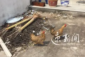 不吃肉不下蛋 宿迁这两只大母鸡口味挺重图片