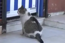 流浪猫难产到医院门口寻求帮助，热心医生为流浪猫做剖腹产手术视频封面