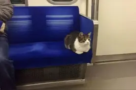 日本猫咪也会坐电车 西武池袋线的有名猫乘客图片