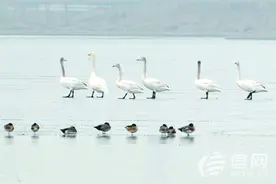 干旱未影响少海湿地公园 120多种鸟类栖息于此图片