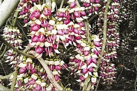 百年老藤亟待保护 探秘深圳最大片彩色禾雀花群图片