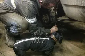 背着工具在车厂上班的腊肠狗，它淡定的模样不抱紧处理不行啊！图片