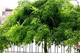 便秘，大便带血菊花痛痒，北京市树结的果实专治，你知道是啥吗？图片