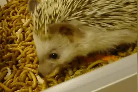 这只刺猬太幸福了，20000只面包虫任它吃，老外真有钱！视频封面