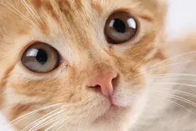 龙猫，给你惊喜的宠物图片