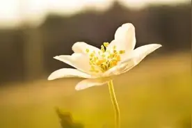 深爱 无声，一吻天荒。图片