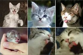 各种猫咪吐舌头， 被萌到了吗图片