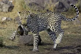 狮子、花豹和鳄鱼怎么都开始吃乌龟了？看到狮子的举动我笑了!图片