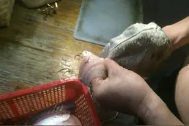何龙基：自己动手做鱼生图片